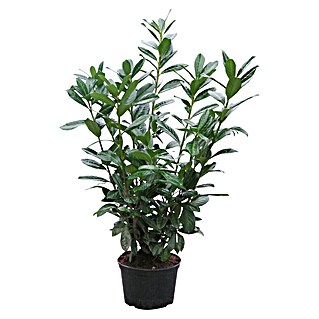 Piardino Kirschlorbeer (Prunus laurocerasus Etna, Topfvolumen: 8 l)