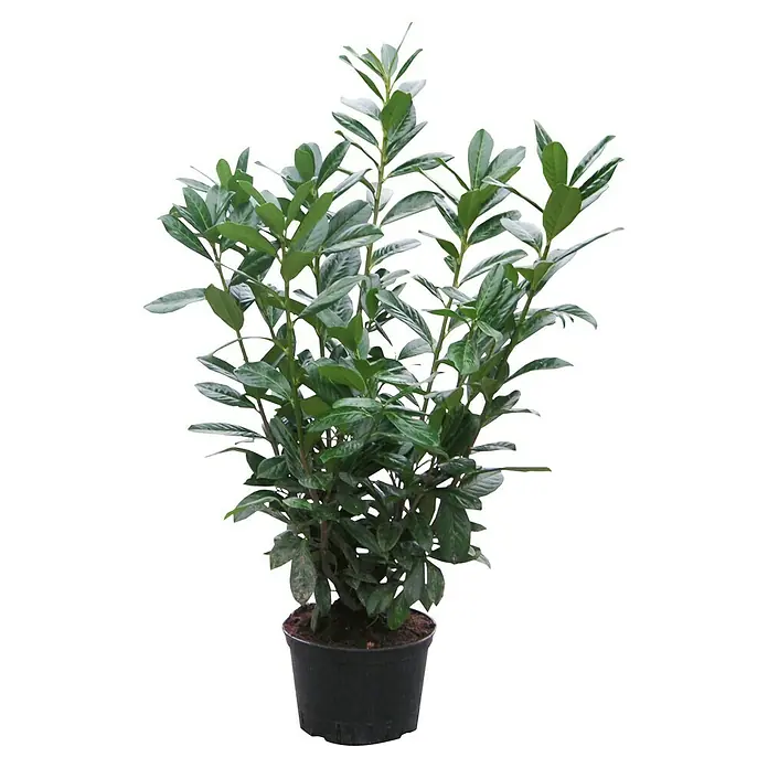 kopfsteckling monstera Monstera Variegata Steckling main image 0