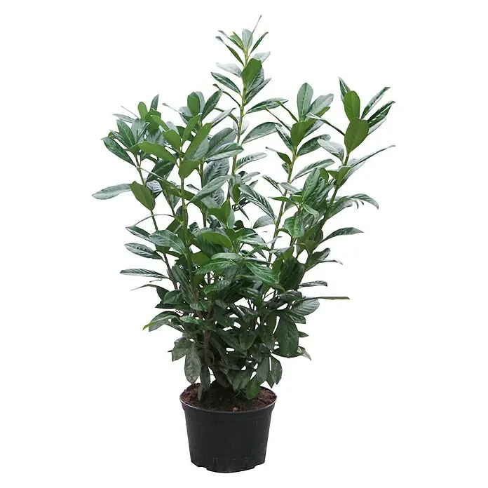Piardino KirschlorbeerPrunus laurocerasus, Topfvolumen: 5 l, Aktuelle Wuchshöhe: 60 cm - 80 cm - Im Topf gezogene Lorbeerkirsche mit dichtem, dunkelgrünem Blattwerk, ideal für Garten und Terrasse. Pflegeleichte, immergrüne Pflanze.