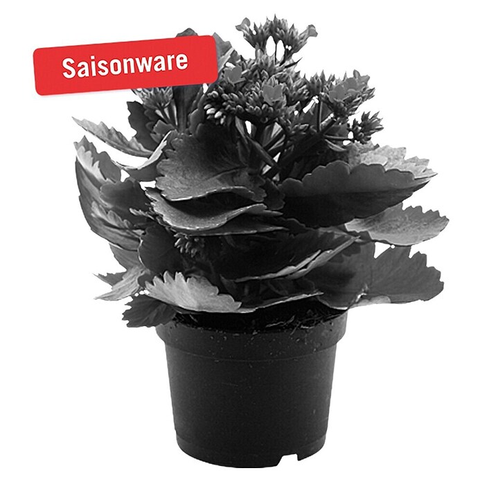 Piardino Flammendes Käthchen (Kalanchoe blossfeldiana, Topfgröße: 10,5 cm, Rot)