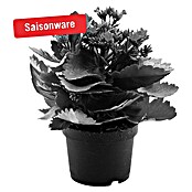 Piardino Flammendes Käthchen (Kalanchoe blossfeldiana, Topfgröße: 10,5 cm, Rot)