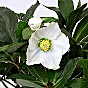 Christrose (Topfgröße: 9 cm, Blütenfarbe: Weiß)