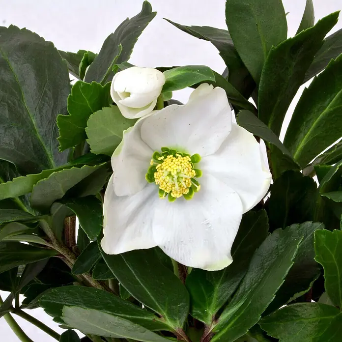Piardino Christrose - Helleborus niger ´Christmas Carol´®, Topfgröße: 9 cm, Weiß - Nahaufnahme einer weißen Christrose mit dunkelgrünem Laub und einer ungeöffneten Blüte, die die filigrane Schönheit dieser Winterblume hervorhebt.