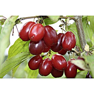 Kornelkirsche Schönbrunner Gourmet Dirndl (Cornus mas, Erntezeit: August)