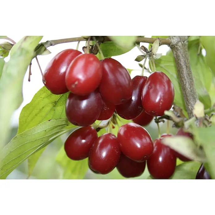 Kornelkirsche Schönbrunner Gourmet Dirndl - Cornus mas, Erntezeit: August - Nahaufnahme von glänzenden, roten Kornelkirschen, die an einem Ast hängen, mit grünen Blättern im Hintergrund.