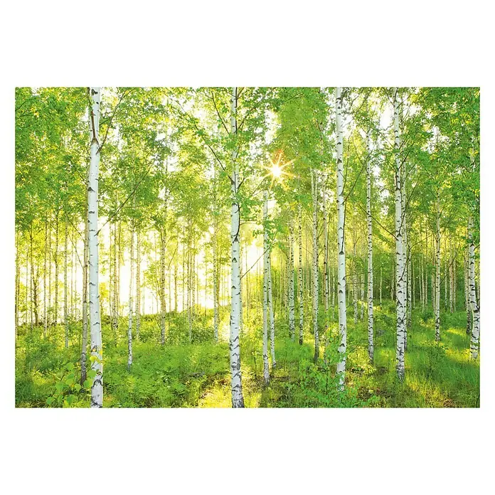 Komar Into Illusions Fototapete Sunday - 4 -tlg., B x H: 368 x 248 cm, Vlies - Helles Birkenwald-Fototapeten-Produkt, das die Schönheit der Natur in Ihr Zuhause bringt und eine friedliche, natürliche Atmosphäre schafft.