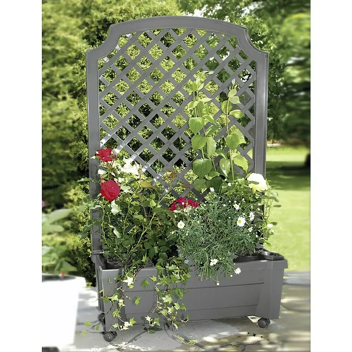 KHW Pflanzkasten Calypso - Außenmaß (L x B x H): 79 x 35 x 134 cm, Kunststoff, Grau, Mit Rankgitter - Der graue Pflanzkasten mit Spalier und Rollen, bepflanzt mit Rosen und Grünpflanzen, bietet eine mobile und stilvolle Gartendekoration.