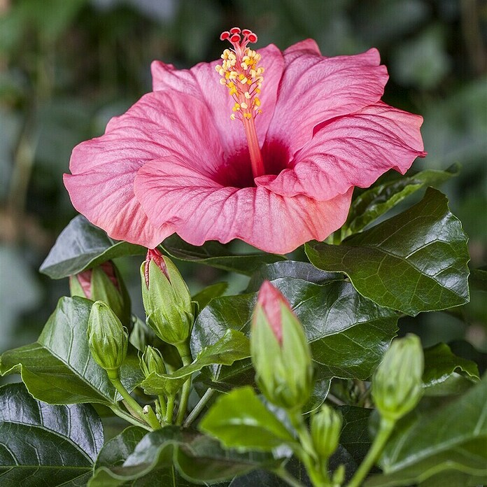 Piardino Garteneibisch - Hibiscus sinensis, Topfgre: 13 cm, Rosa online  kaufen bei BAUHAUS
