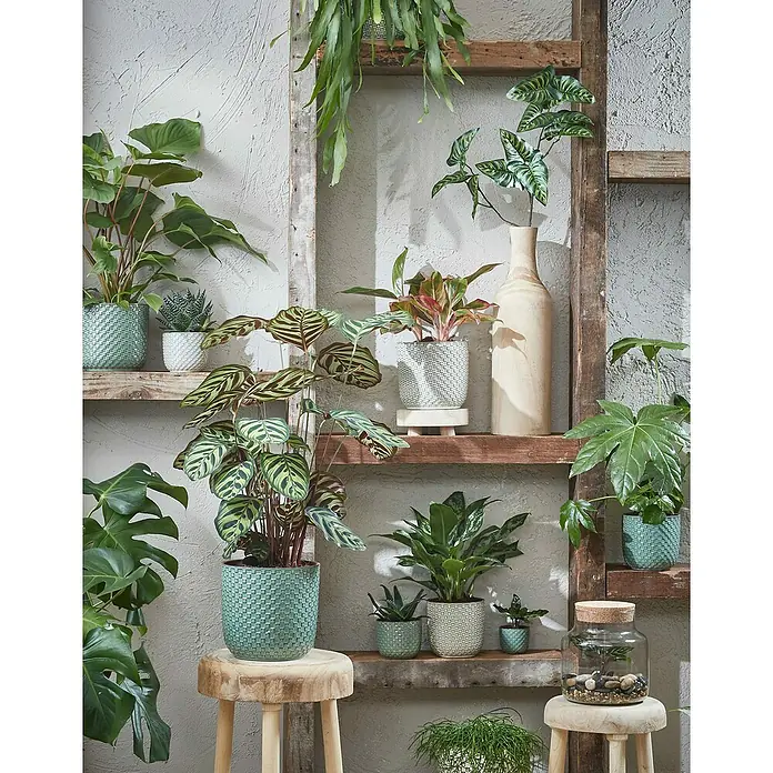 Mica Decorations Cubremaceta redondo Daan - Dimensiones externas (Ø x Al): 17 x 16 cm, Blanco, Cerámica - Varias plantas de interior en macetas decorativas dispuestas en estantes de madera y pequeños taburetes, creando un ambiente acogedor y verde.
