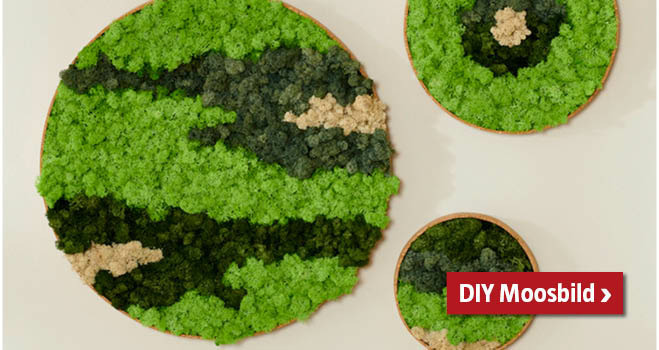 DIY Moosbild