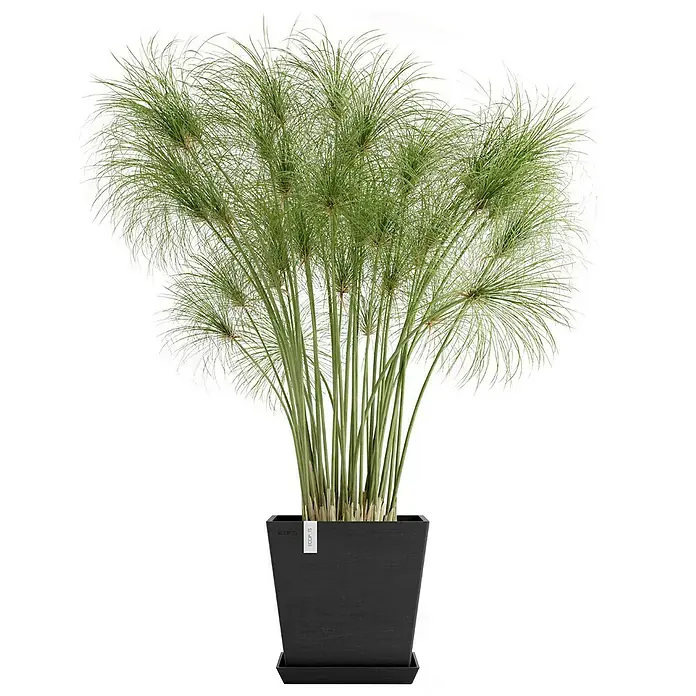 Ecopots Rotterdam Pflanzkasten mit Wasserspeicher - Außenmaß (L x B x H): 25 x 25 x 24,6 cm, Kunststoff, Dunkelgrau - Elegante Zypergras-Pflanze in einem stilvollen schwarzen Topf. Ideal für eine moderne Raumgestaltung und zur Dekoration von Innenräumen.