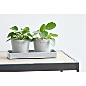 Ecopots Blumentopf-Untersetzer (L x B x H: 20 x 10 x 2,5 cm, Kunststoff, Weißgrau) | BAUHAUS