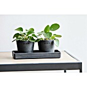 Ecopots Blumentopf-Untersetzer (L x B x H: 20 x 10 x 2,5 cm, Kunststoff, Dunkelgrau) | BAUHAUS