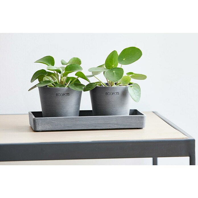 Ecopots Blumentopf-Untersetzer (L x B x H: 20 x 10 x 2,5 cm, Kunststoff, Grau) | BAUHAUS