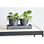 Ecopots Blumentopf-Untersetzer (L x B x H: 20 x 10 x 2,5 cm, Kunststoff, Grau) | BAUHAUS