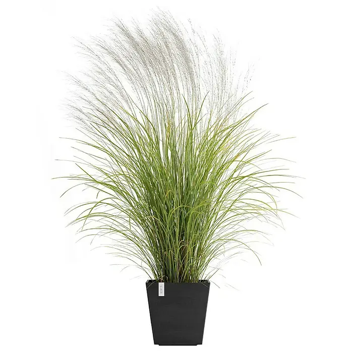 Ecopots Rotterdam Pflanzkasten mit Wasserspeicher - Außenmaß (L x B x H): 35 x 35 x 34,4 cm, Kunststoff, Dunkelgrau - Hohes Ziergras in einem schwarzen, quadratischen Topf, ideal für moderne Innenräume und Gärten.