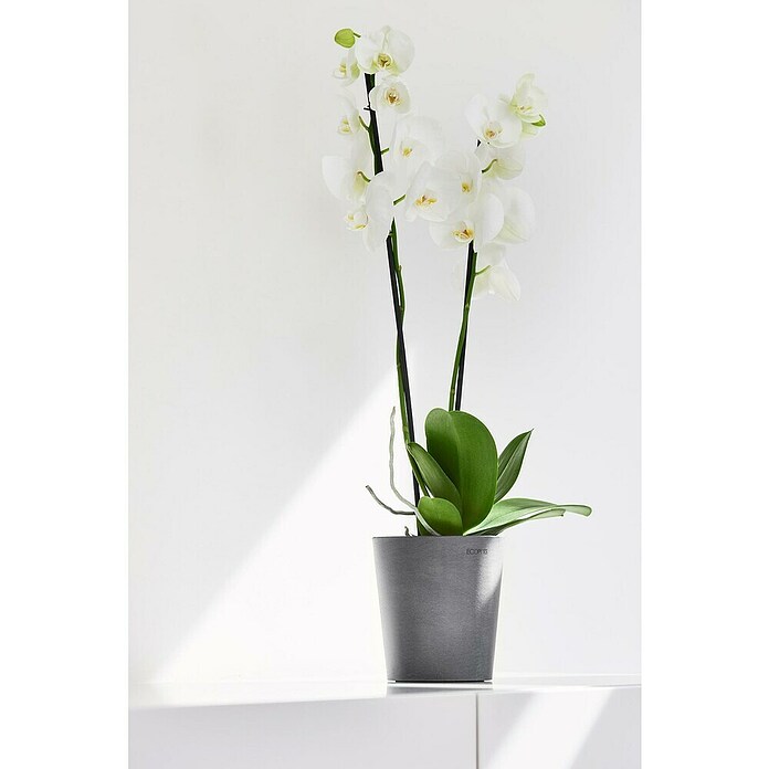 Ecopots Orchideentopf Morinda (Außenmaß (Ø x H): 14 x 16 cm, Kunststoff, Grau) | BAUHAUS