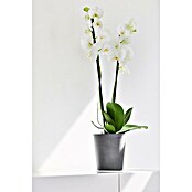 Ecopots Orchideentopf Morinda (Außenmaß (Ø x H): 14 x 16 cm, Kunststoff, Grau) | BAUHAUS