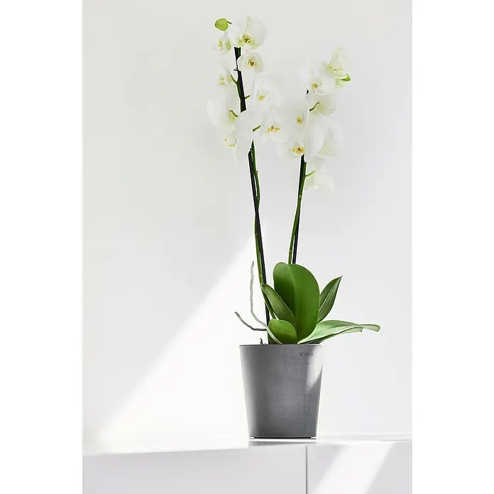 Ecopots Orchideentopf Morinda - Außenmaß (Ø x H): 14 x 16 cm, Kunststoff, Grau - Nahaufnahme einer eleganten weißen Orchidee im Topf, die die ruhige Schönheit und den minimalistischen Charme moderner Zimmerpflanzen zeigt.
