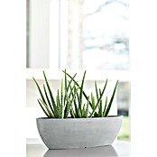 Ecopots Sofia Pflanzschale Lang (Außenmaß (L x B x H): 56 x 14 x 16 cm, Weißgrau) | BAUHAUS