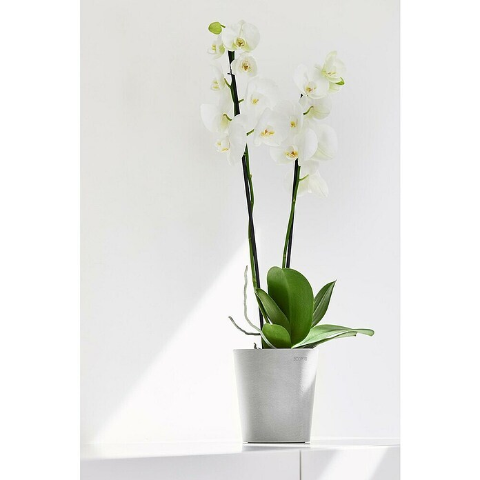 Ecopots Orchideentopf Morinda (Außenmaß (Ø x H): 14 x 16 cm, Kunststoff, Weißgrau) | BAUHAUS