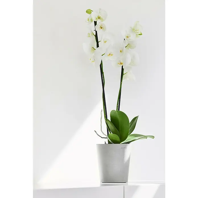 Ecopots Orchideentopf Morinda - Außenmaß (Ø x H): 14 x 16 cm, Kunststoff, Weißgrau - Elegante weiße Orchidee in einem schlichten, grauen Topf, die eine ruhige und stilvolle Atmosphäre in jeden Raum bringt.