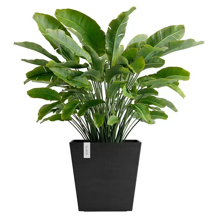 Ecopots Rotterdam Pflanzkasten mit Wasserspeicher - Außenmaß (L x B x H): 43,6 x 43,6 x 42,5 cm, Kunststoff, Dunkelgrau - Üppige Grünpflanze mit großen Blättern in einem schwarzen, texturierten quadratischen Topf mit ECOPOTS-Etikett.