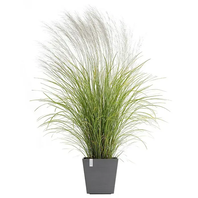 Ecopots Rotterdam Pflanzkasten mit Wasserspeicher - Außenmaß (L x B x H): 35 x 35 x 34,4 cm, Kunststoff, Grau - Elegantes Ziergras 'Adagio' im modernen, grauen Pflanzgefäß. Ein stilvoller Blickfang für Innen- und Außenbereiche, der natürliche Schönheit verleiht.