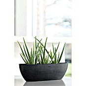 Ecopots Sofia Pflanzschale Lang (Außenmaß (L x B x H): 56 x 14 x 16 cm, Dunkelgrau) | BAUHAUS