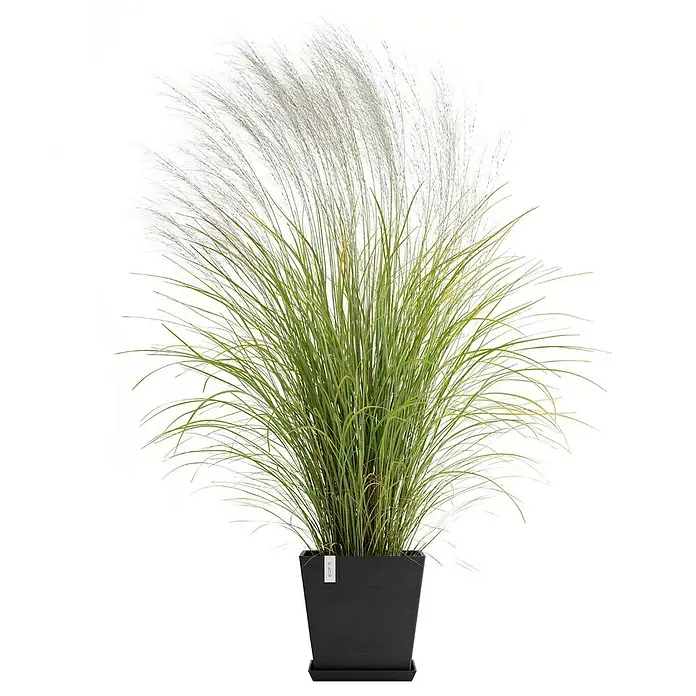 Ecopots Rotterdam Pflanzkasten mit Wasserspeicher - Außenmaß (L x B x H): 35 x 35 x 34,4 cm, Kunststoff, Dunkelgrau - Zimmerpflanze im schwarzen Topf. Das Ziergras hat lange grüne Halme und silberweiße Blütenstände, die elegant überhängen.