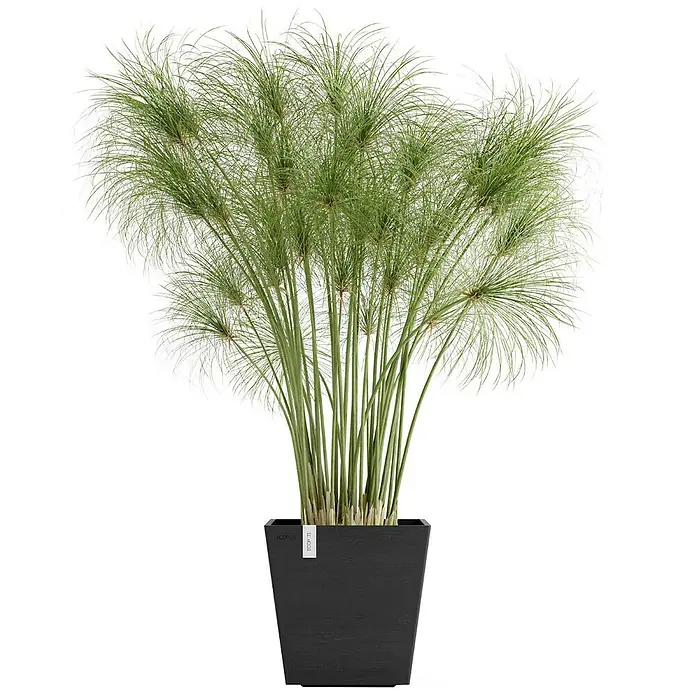 Ecopots Rotterdam Pflanzkasten mit Wasserspeicher - Außenmaß (L x B x H): 25 x 25 x 24,6 cm, Kunststoff, Dunkelgrau - Elegante Zimmerpflanze: Zyperngras in einem stilvollen, schwarzen Pflanzgefäß. Ein dekoratives Highlight für jeden Raum.