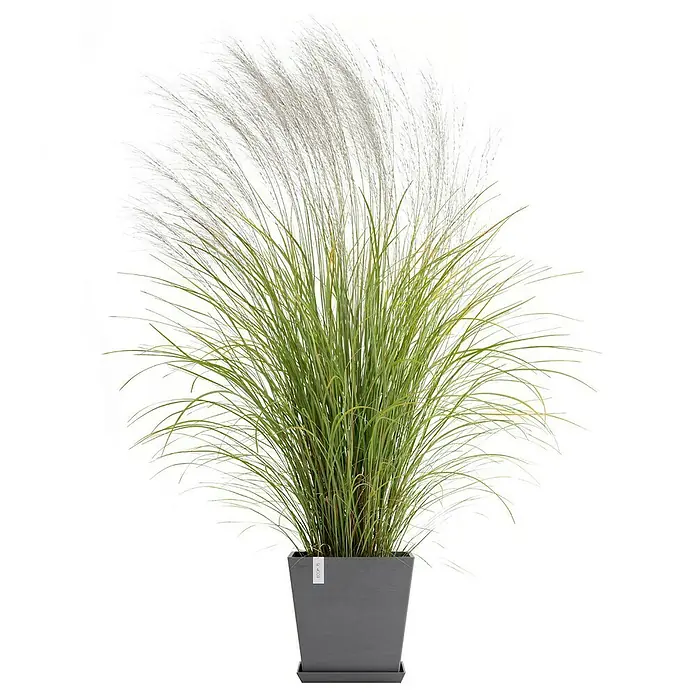 Ecopots Rotterdam Pflanzkasten mit Wasserspeicher - Außenmaß (L x B x H): 35 x 35 x 34,4 cm, Kunststoff, Grau - Ziergras im Topf. Das elegante Ziergras in einem modernen, grauen Topf ist ein Blickfang für jeden Raum und verleiht ihm eine natürliche Note.