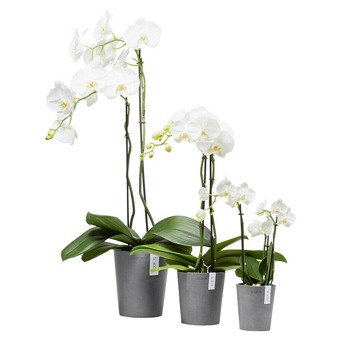 Ecopots Orchideentopf Morinda (Außenmaß (Ø x H): 14 x 16 cm, Kunststoff, Grau) | BAUHAUS