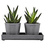 Ecopots Blumentopf-Untersetzer (L x B x H: 20 x 10 x 2,5 cm, Kunststoff, Grau) | BAUHAUS