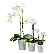 Ecopots Orchideentopf Morinda (Außenmaß (Ø x H): 14 x 16 cm, Kunststoff, Weißgrau) | BAUHAUS