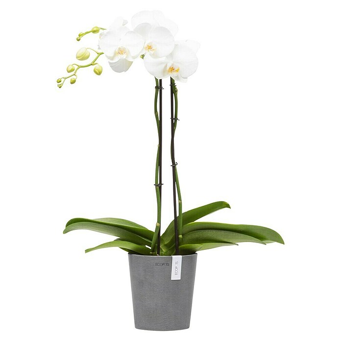 Ecopots Orchideentopf Morinda (Außenmaß (Ø x H): 14 x 16 cm, Kunststoff, Grau) | BAUHAUS