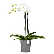 Ecopots Orchideentopf Morinda (Außenmaß (Ø x H): 14 x 16 cm, Kunststoff, Grau) | BAUHAUS