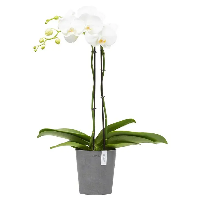 Ecopots Orchideentopf Morinda - Außenmaß (Ø x H): 14 x 16 cm, Kunststoff, Grau - Eine elegante weiße Orchidee in einem modernen grauen Topf. Die Orchidee ist mit Stäben gestützt und hat grüne Blätter.
