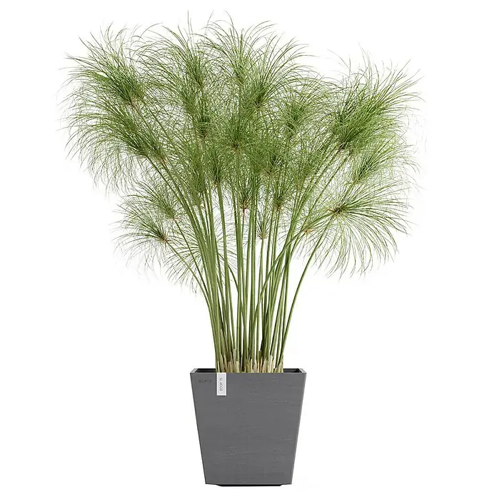 Ecopots Rotterdam Pflanzkasten mit Wasserspeicher - Außenmaß (L x B x H): 25 x 25 x 24,6 cm, Kunststoff, Grau - Eine üppige Zwerg-Zyperngras-Pflanze in einem modernen, quadratischen, grauen Pflanzgefäß. Ideal für Innenräume und Büros.