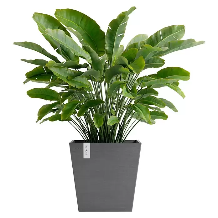 Ecopots Rotterdam Pflanzkasten mit Wasserspeicher - Außenmaß (L x B x H): 43,6 x 43,6 x 42,5 cm, Kunststoff, Grau - Große grüne Pflanze mit breiten Blättern in einem quadratischen, dunkelgrauen ECOPOTS Pflanzgefäß.