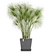 Ecopots Rotterdam Pflanzkasten mit Wasserspeicher (Außenmaß (L x B x H): 25 x 25 x 24,6 cm, Kunststoff, Grau) | BAUHAUS