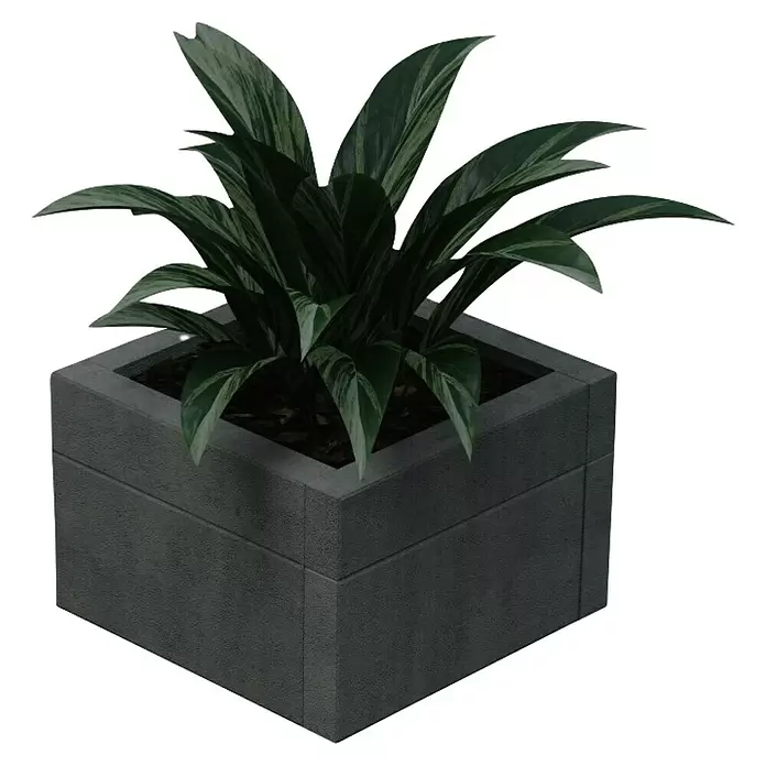 EHL Creaform Pflanzkübel - 67 x 67 x 45 cm, Lavaschwarz, Quadratisch, Beton - Dunkelgrauer quadratischer Pflanzkübel mit einer grünen panaschierten Pflanze.