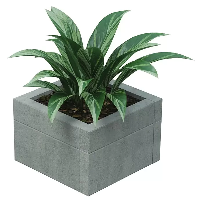 EHL Creaform Pflanzkübel - 67 x 67 x 45 cm, Steingrau, Quadratisch, Beton - Quadratischer grauer Betonpflanzkübel mit einer grün-weiß panaschierten Pflanze.