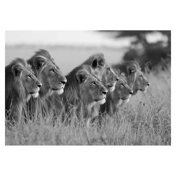 Cuadro Manada leones B&N - Manada leones, An x Al: 100 x 70 cm, 1 pzs. - Una impactante foto en blanco y negro de una manada de leones en la hierba alta, irradiando atención y poder.