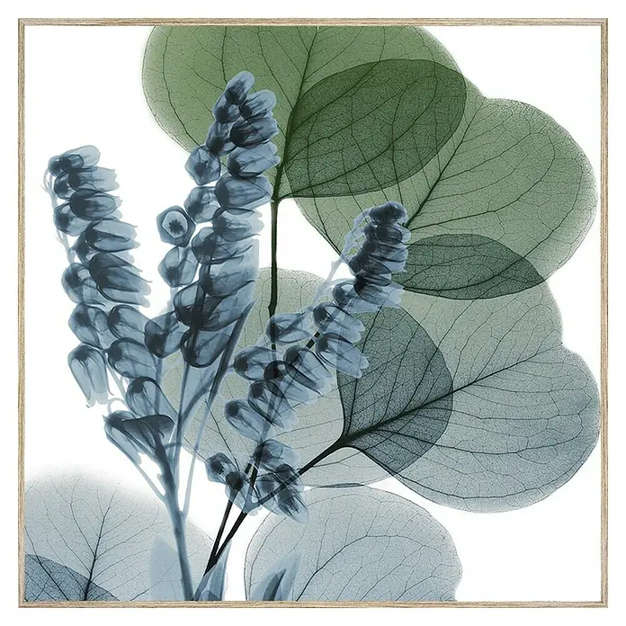 Lienzo Hojas degradadas - Hojas degradadas, An x Al: 80 x 80 cm - Elegante arte mural botánico con flores azules translúcidas y hojas verdes, enmarcado para un toque de belleza natural.