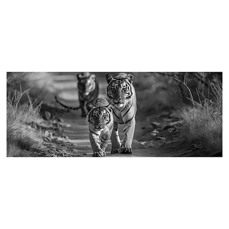 Cuadro Manada tigres B&N
