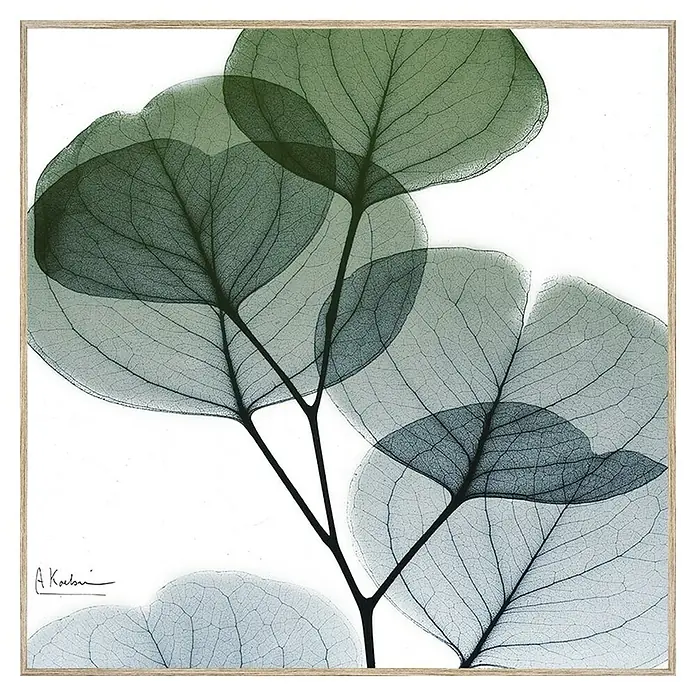Lienzo Hoja transparente - Hoja transparente, An x Al: 80 x 80 cm - Delicadas hojas de eucalipto en un marco, creando un ambiente relajante y natural. Arte mural botánico artístico.