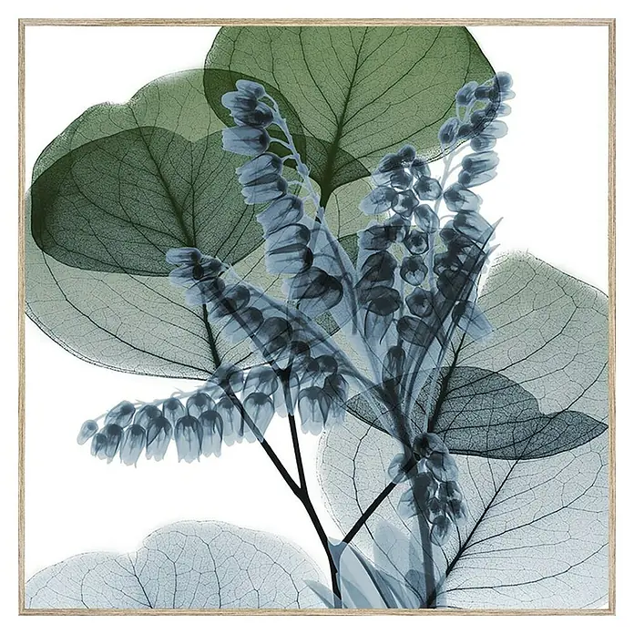 Lienzo Hoja degradada - Hoja degradada, An x Al: 80 x 80 cm - Obra de arte floral enmarcada con hojas transparentes y flores en forma de campana en suaves tonos azules y verdes sobre fondo blanco.