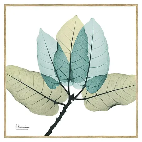 Cuadro Hoja transparente