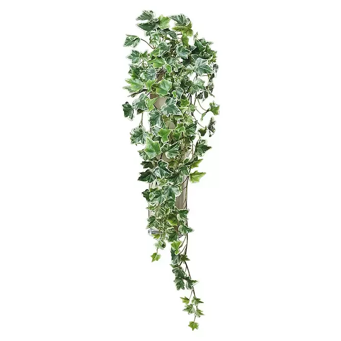 Kunstpflanze Efeuhänger - 80 cm, Grün/Weiß, Kunststoff - Künstliche bunte Efeupflanze mit grün-weißen Rankenblättern.